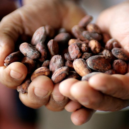 Hey, chocolate lovers! New study traces complex origins of cacao