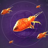 [Rappler’s Best] Bugged by the bug