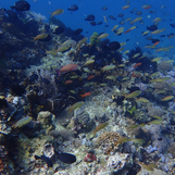 Dive in! These are the 4 ‘best PH dive destinations’ according to PADI