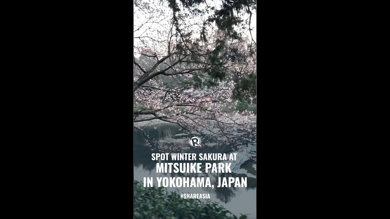 WATCH: Spot winter sakura at Mitsuike Park in Yokohama, Japan