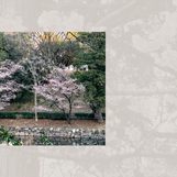 IN PHOTOS: Winter sakura at Mitsuike Park, Yokohama
