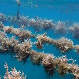 Seaweed may become your staple food in case of nuclear apocalypse, study says